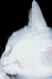 Snowbell The Cat