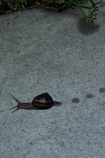 Toad Dance poster