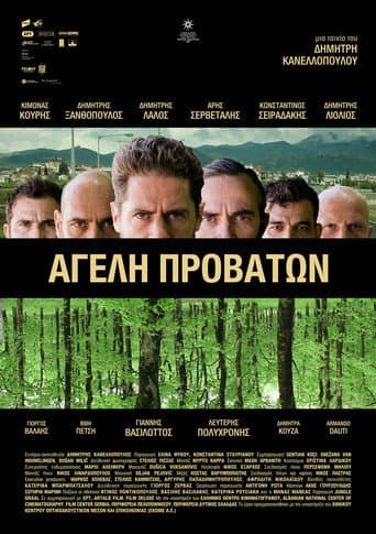 Pack of Sheep poster