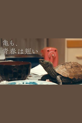 亀も、青春は短い poster