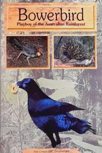 Bowerbird: Playboy of the Australian Rainforest poster