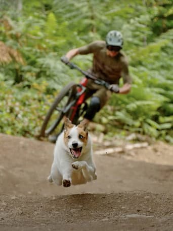 A Dog's Tale poster