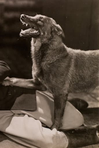 The Hound of Silver Creek poster