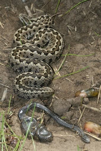 Vipera Life – A serpent’s life poster
