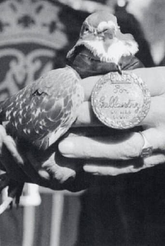 War Pigeon poster