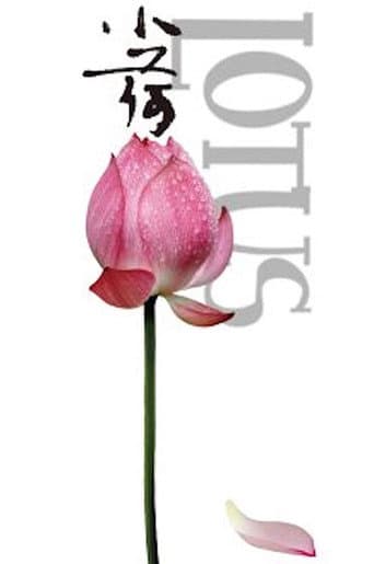 Lotus poster