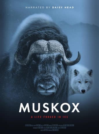 Muskox poster
