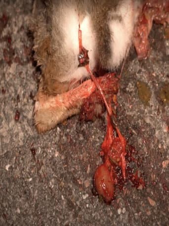 Mange-moi poster